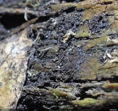 Attēlu rezultāti vaicājumam “Symphytocarpus impexus”