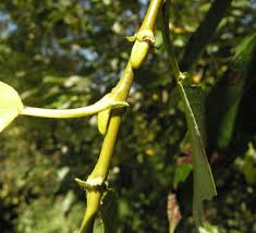 Attēlu rezultāti vaicājumam “Salix myrtilloides”