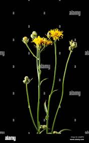 Attēlu rezultāti vaicājumam “Hieracium murorum bud”