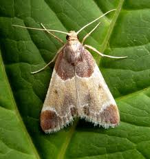 Attēlu rezultāti vaicājumam “Pyralis farinalis”