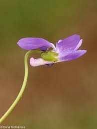 Attēlu rezultāti vaicājumam “Viola hirta”
