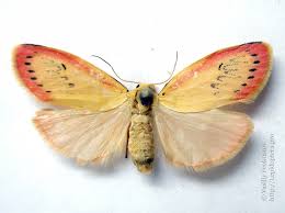 Attēlu rezultāti vaicājumam “Miltochrista miniata”