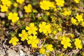 Attēlu rezultāti vaicājumam “Potentilla reptans”