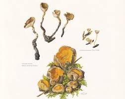 Attēlu rezultāti vaicājumam “Caloscypha fulgens”