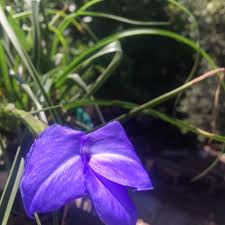 Image result for tillandsia umbellata