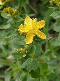 Attēlu rezultāti vaicājumam “Hypericum maculatum”