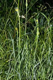 Image result for Tragopogon pratensis