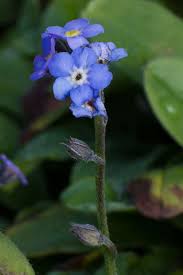 Attēlu rezultāti vaicājumam “Myosotis sparsiflora leaf”