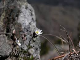 Attēlu rezultāti vaicājumam “Spergula morisonii”