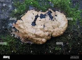 Attēlu rezultāti vaicājumam “Fuligo luteonitens”