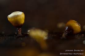 Attēlu rezultāti vaicājumam “Craterium minutum”