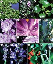 Attēlu rezultāti vaicājumam “Commelinaceae”