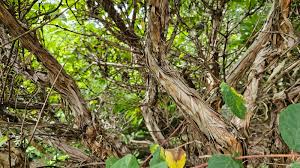 Attēlu rezultāti vaicājumam “Lonicera caerulea var. pallasii leaf”
