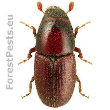 Attēlu rezultāti vaicājumam “Scolytus ratzeburgi”