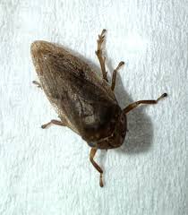 Attēlu rezultāti vaicājumam “Philaenus spumarius”