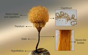 Attēlu rezultāti vaicājumam “Arcyria, Heterotrichia sp.”