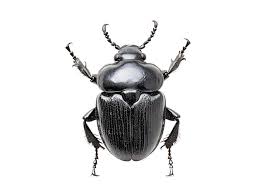 Attēlu rezultāti vaicājumam “Glischrochilus quadripunctatus”