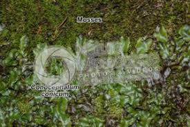 Attēlu rezultāti vaicājumam “Conocephalum”