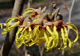 Attēlu rezultāti vaicājumam “Hamamelis vernalis”