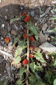 Attēlu rezultāti vaicājumam “Chenopodium polyspermum var. acutifolium flower”