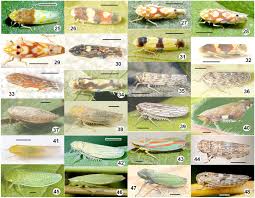 Attēlu rezultāti vaicājumam “Empoasca sp.”