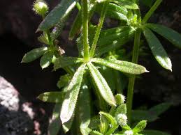Attēlu rezultāti vaicājumam “Galium aparine fruit”
