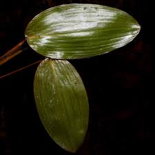 Attēlu rezultāti vaicājumam “Potamogeton natans leaf”