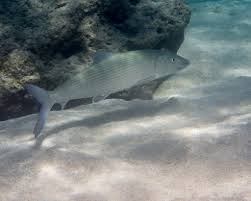 Image result for Albula glossodonta