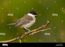 Attēlu rezultāti vaicājumam “Poecile palustris”