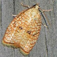 Attēlu rezultāti vaicājumam “Acleris forsskaleana”