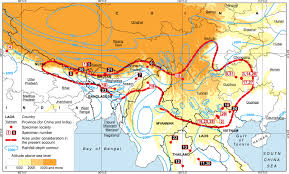 Attēlu rezultāti vaicājumam “Calypogeia azurea cells”
