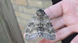 Attēlu rezultāti vaicājumam “Catocala fraxini”