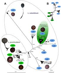 Attēlu rezultāti vaicājumam “Lamproderma puncticulatum stalked”