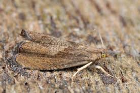 Attēlu rezultāti vaicājumam “Dichrorampha simpliciana”