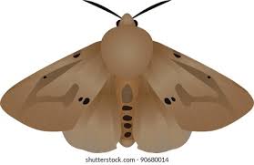 Attēlu rezultāti vaicājumam “Spilosoma lutea”