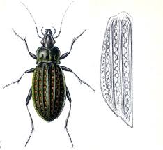 Attēlu rezultāti vaicājumam “Carabus clathratus”