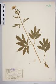 Attēlu rezultāti vaicājumam “Cardamine bulbifera”