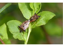 Attēlu rezultāti vaicājumam “Elasmucha ferrugata”
