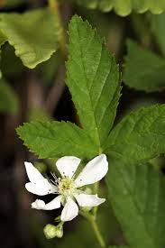 Image result for Rubus sectio
