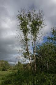 Attēlu rezultāti vaicājumam “Hymenoscyphus fraxineus”