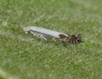 Attēlu rezultāti vaicājumam “Lyonetia clerkella”