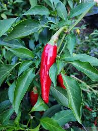 Afbeeldingsresultaat voor Szegedi 80 hot pepper