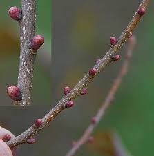 Attēlu rezultāti vaicājumam “Oenothera rubricauli bud”