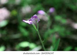 Attēlu rezultāti vaicājumam “Cephalanthera rubra bud”