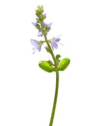 Attēlu rezultāti vaicājumam “Veronica officinalis”
