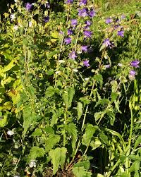 Attēlu rezultāti vaicājumam “Campanula trachelium flower”