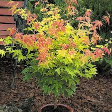 Image result for Acer palmatum `Orange Dream`