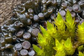 Attēlu rezultāti vaicājumam “Collema”