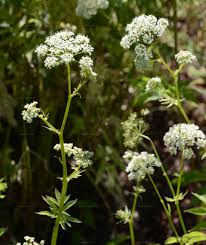 Attēlu rezultāti vaicājumam “Chaerophyllum aromaticum leaf”