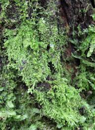 Attēlu rezultāti vaicājumam “Lejeunea cavifolia”